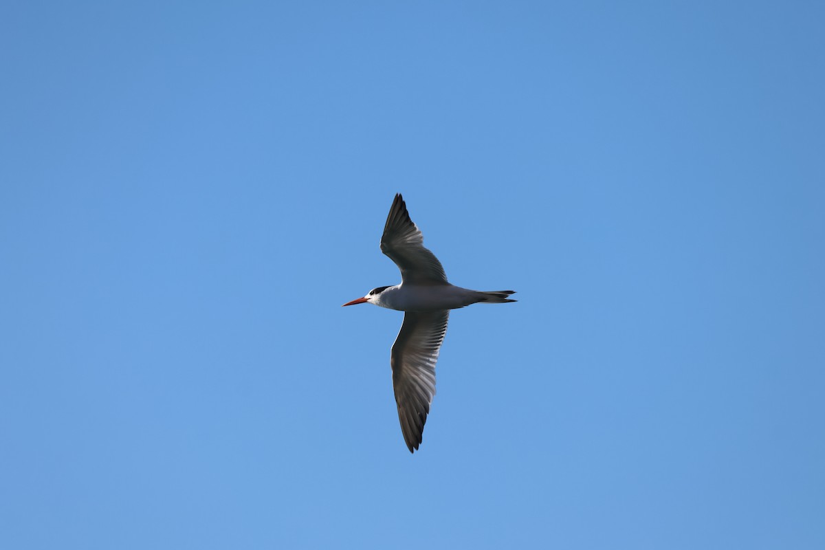 Elegant Tern - ML646160250