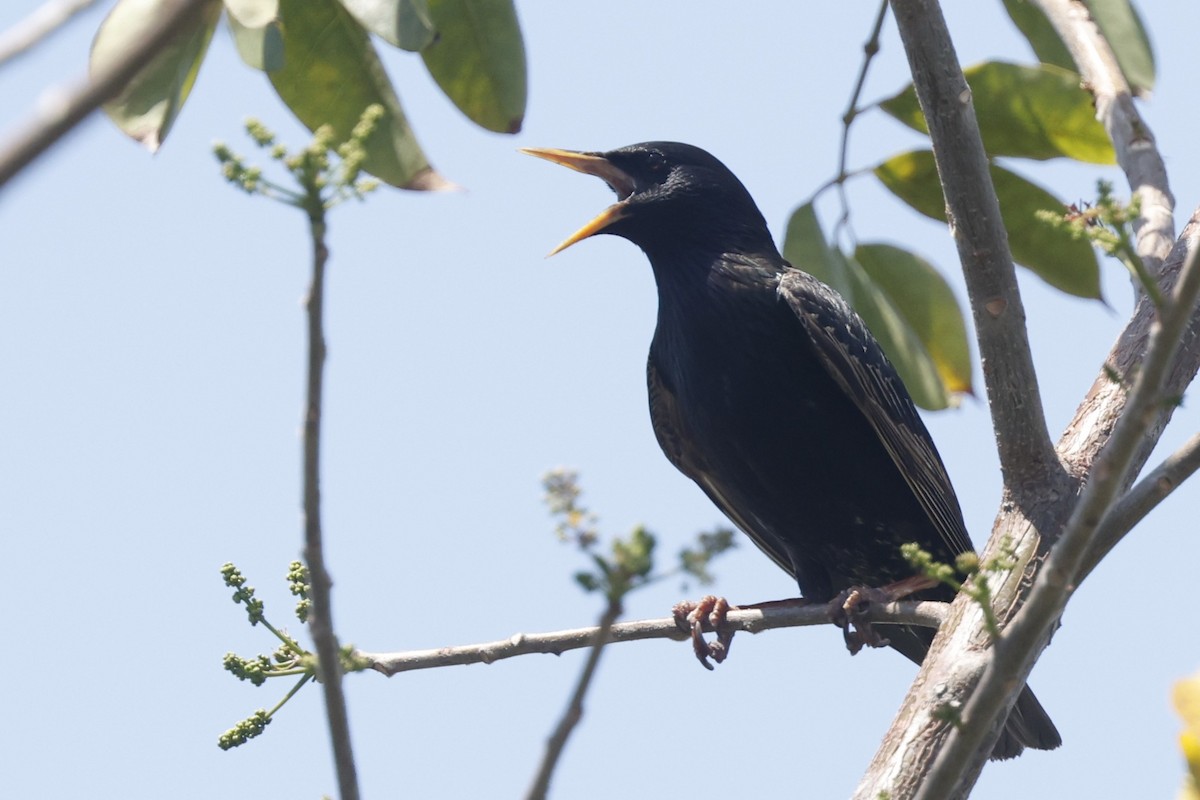 European Starling - ML646160256