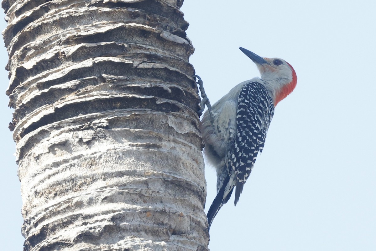 Red-bellied Woodpecker - ML646160265