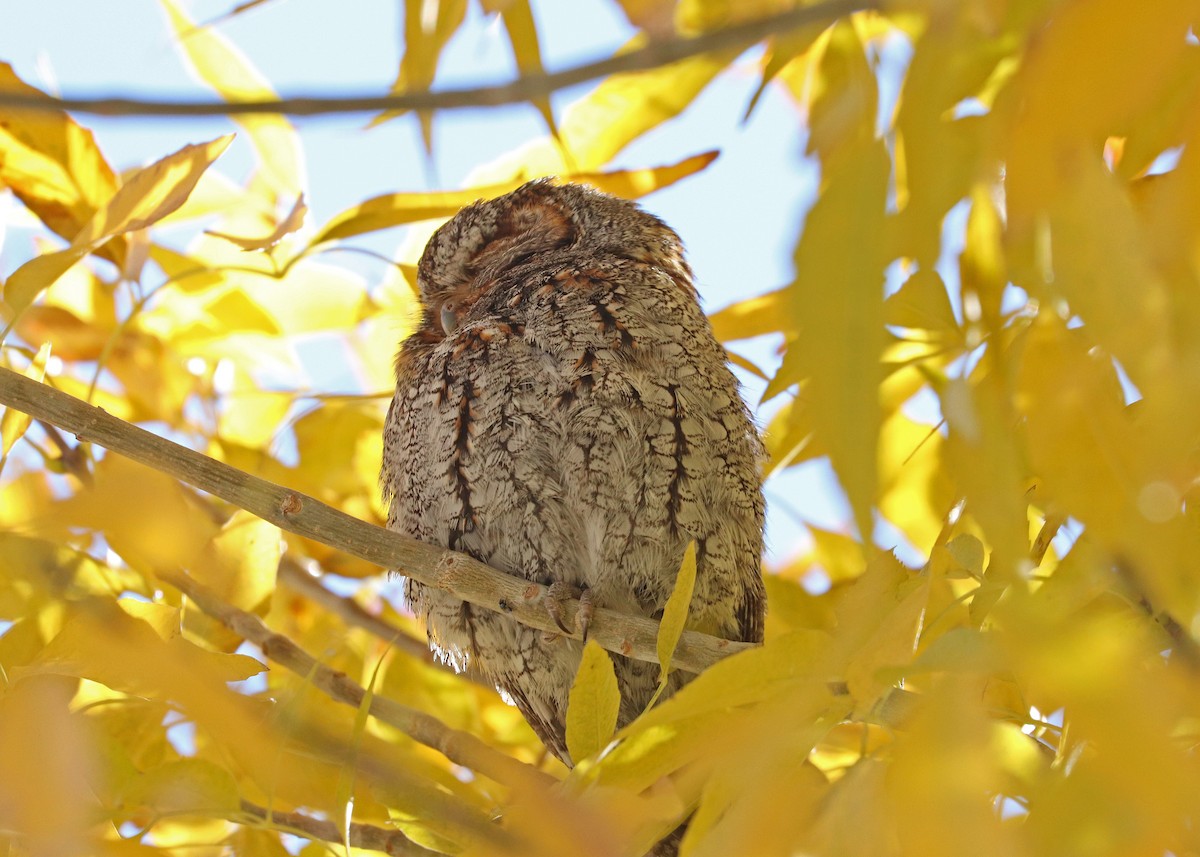 flammeugle - ML646160266