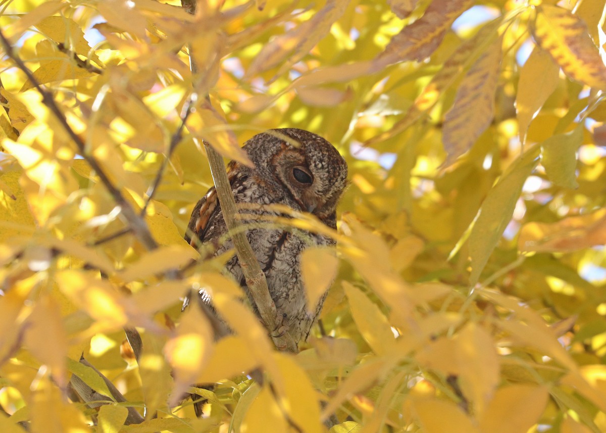 flammeugle - ML646160267