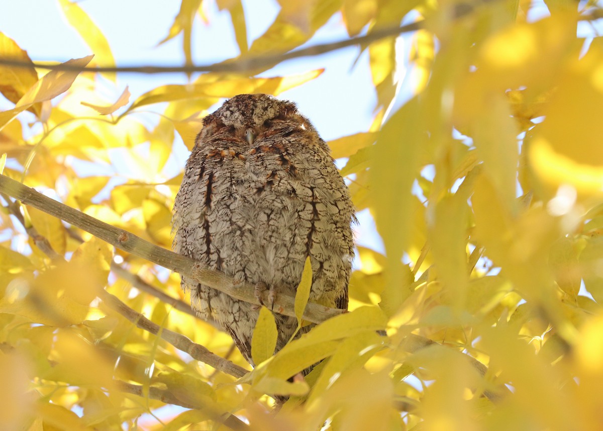 flammeugle - ML646160268