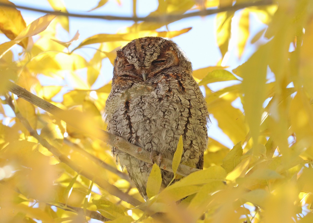 flammeugle - ML646160269