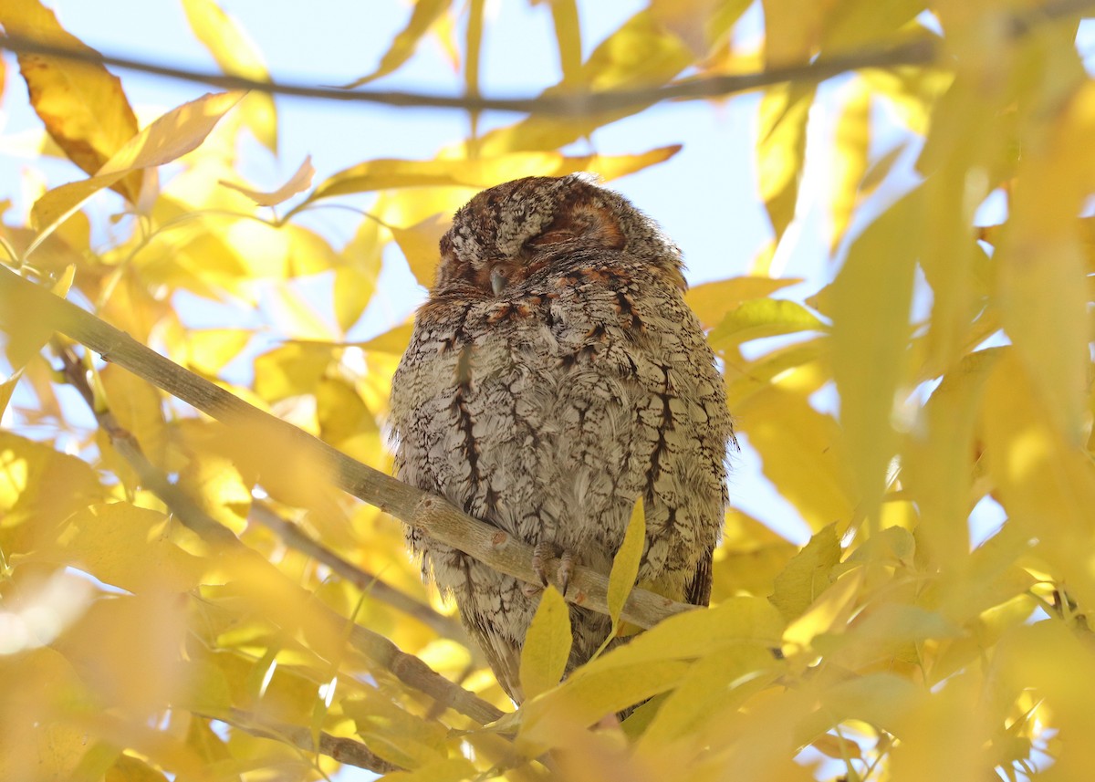 flammeugle - ML646160270