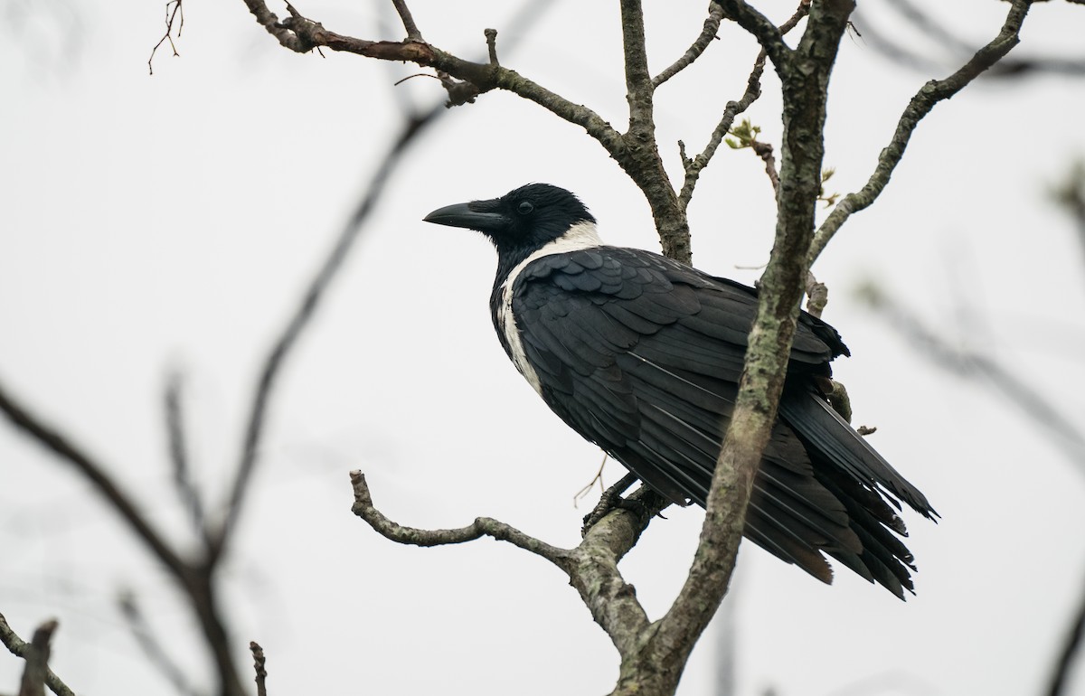 Collared Crow - ML646160272