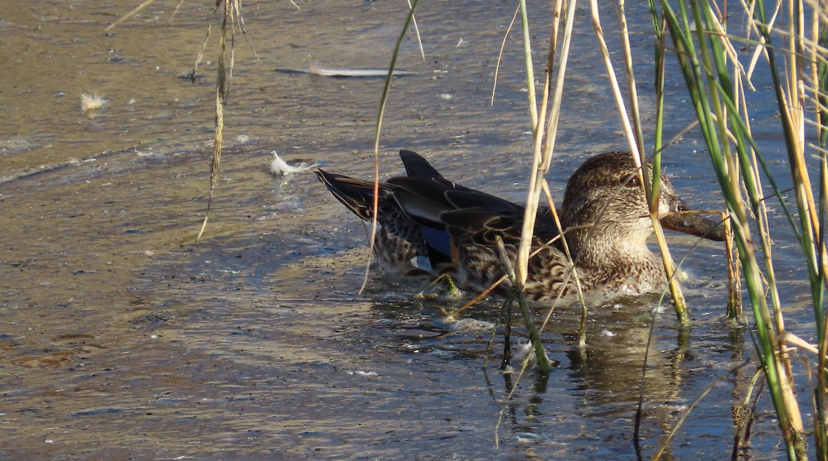 Ногоохон нугас - ML646160278