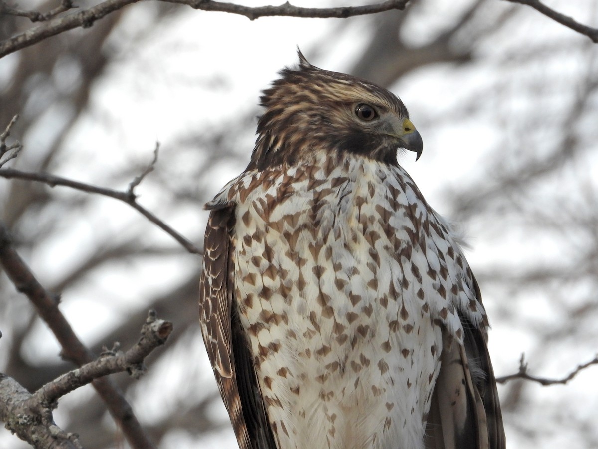 Red-shouldered Hawk - ML646160280