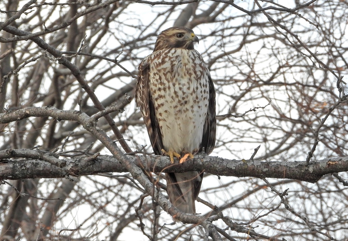 Red-shouldered Hawk - ML646160281