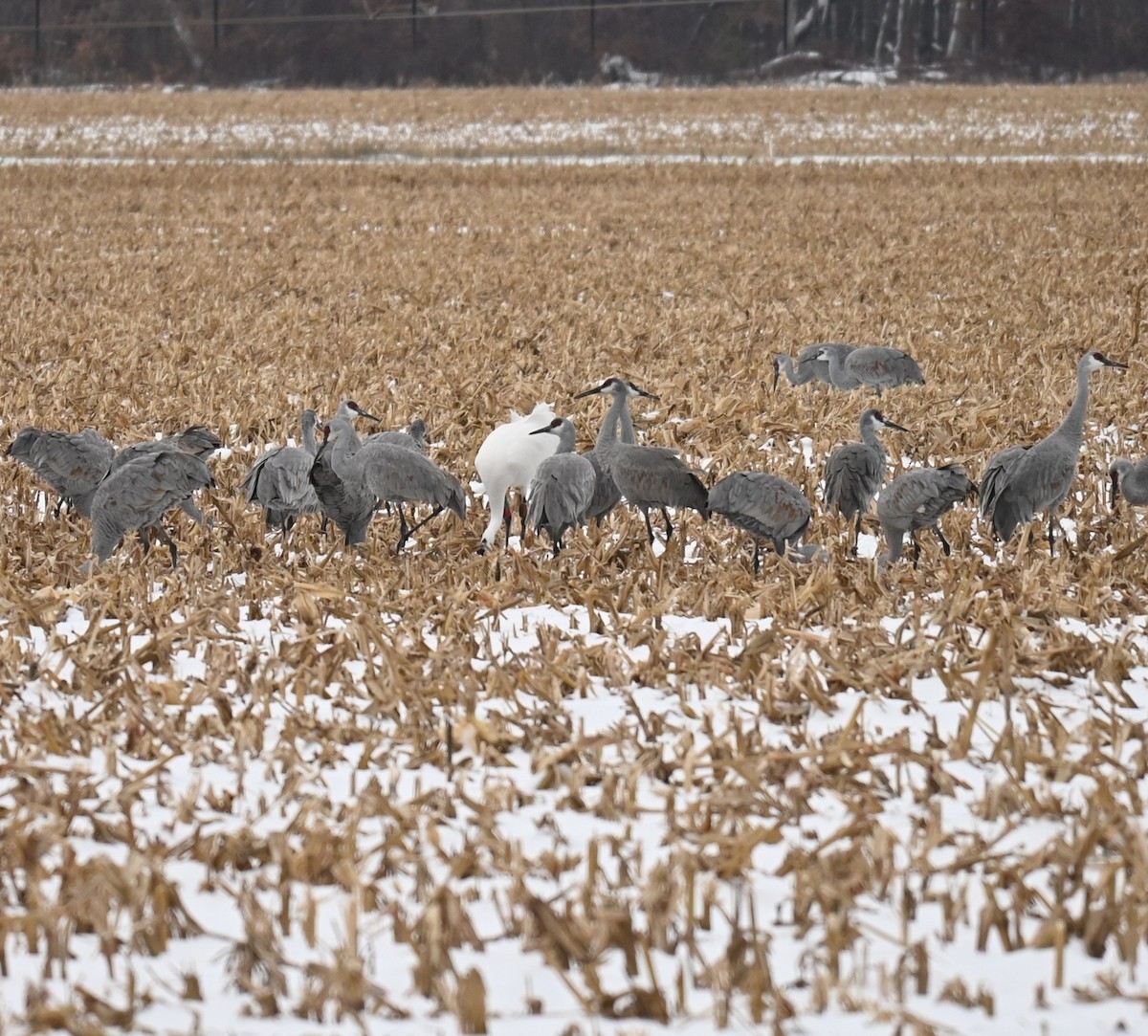 Kanadakranich - ML646160286