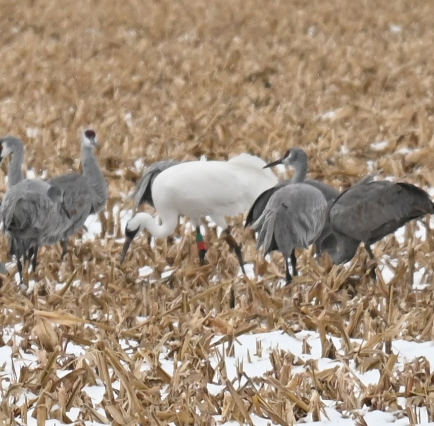 アメリカシロヅル - ML646160300