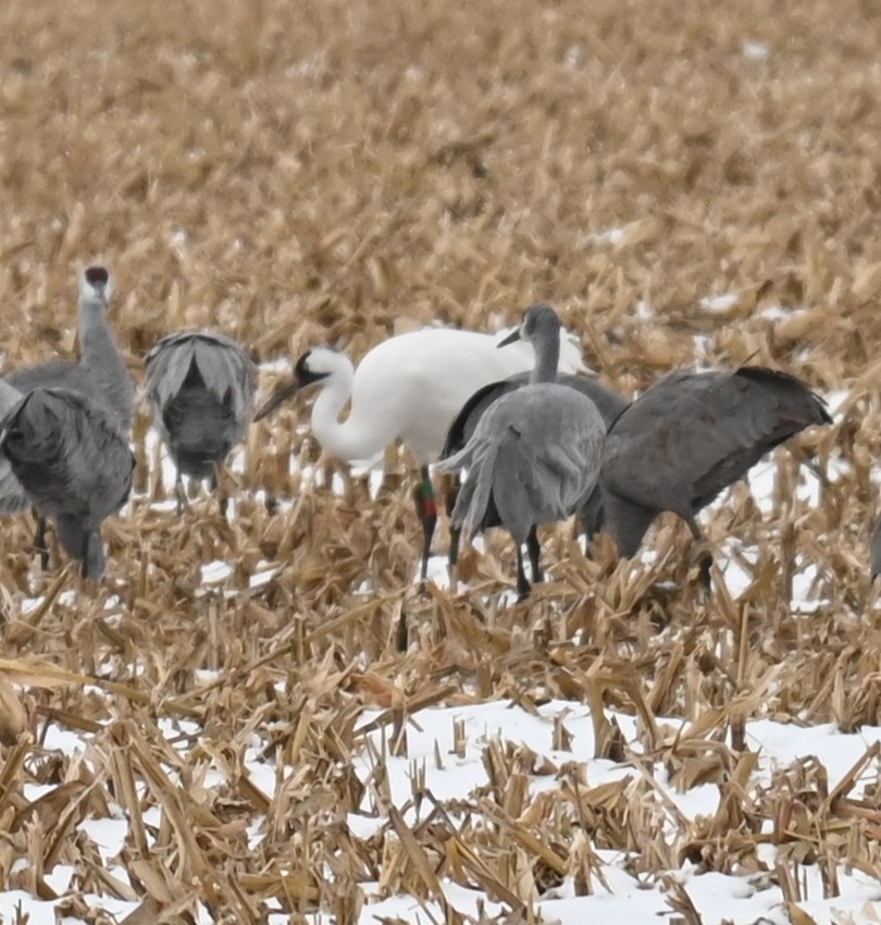 アメリカシロヅル - ML646160302