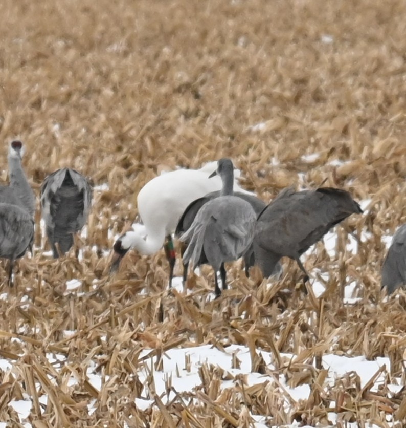 アメリカシロヅル - ML646160303