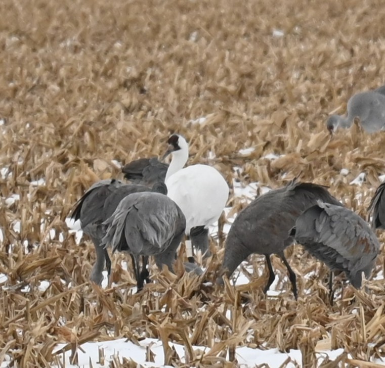 アメリカシロヅル - ML646160304