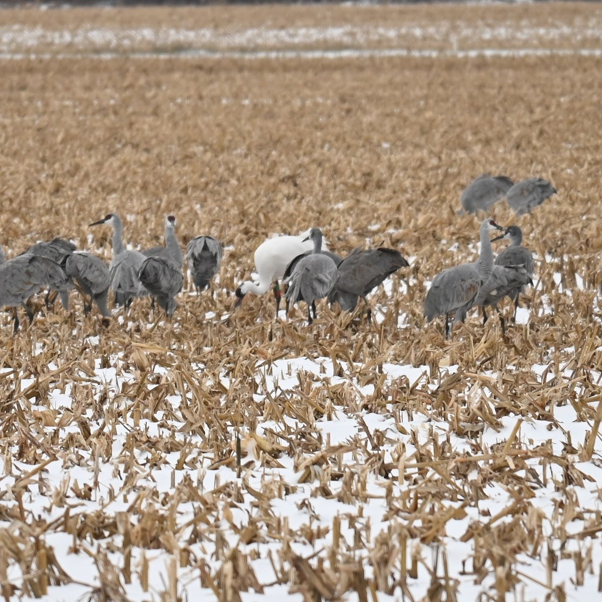 アメリカシロヅル - ML646160305