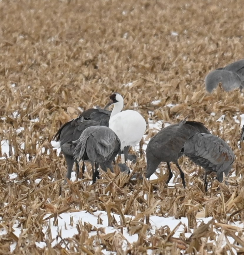 アメリカシロヅル - ML646160306