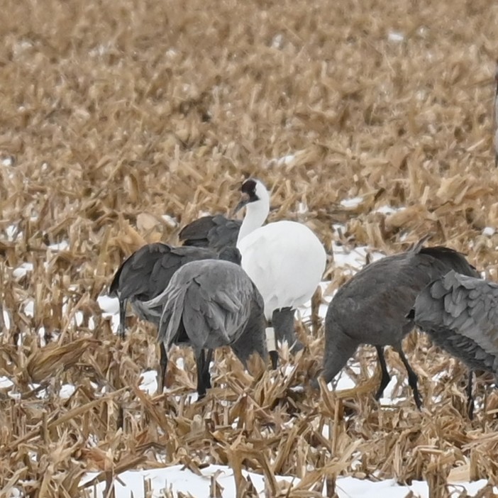 アメリカシロヅル - ML646160307