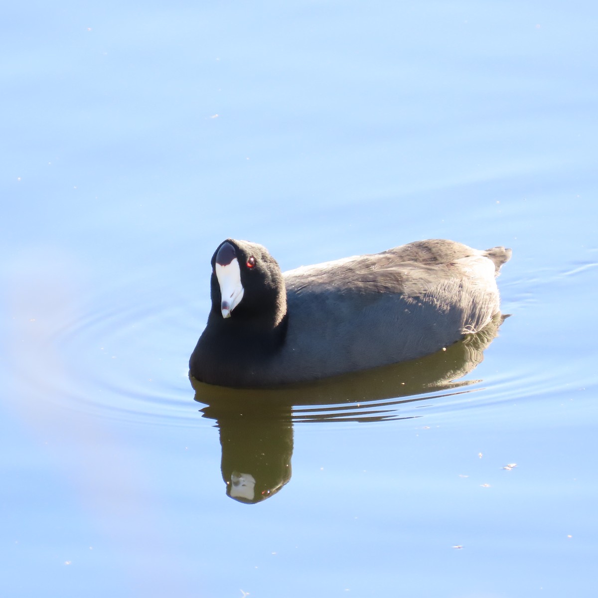American Coot - ML646160312