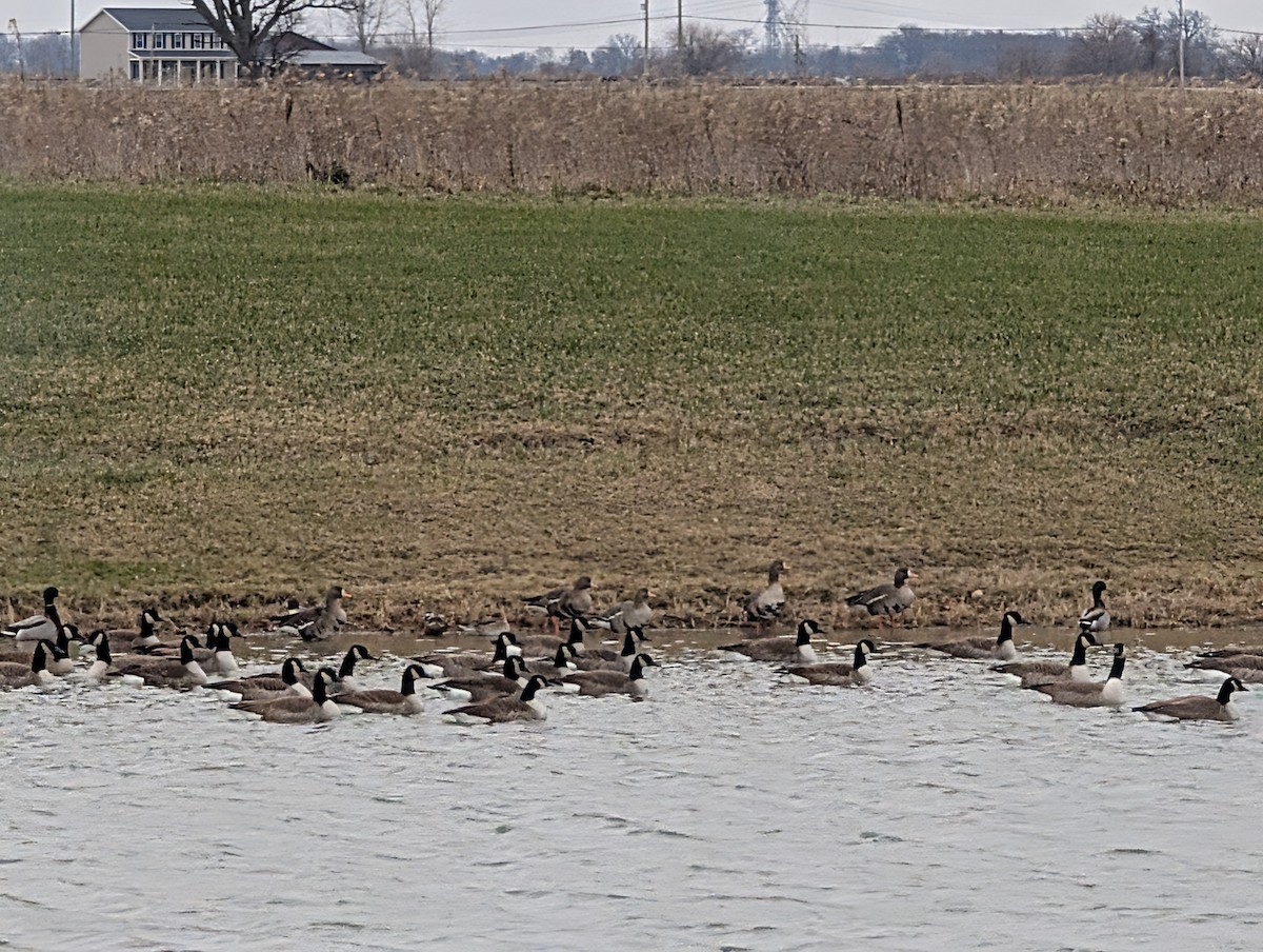 Greater White-fronted Goose - ML646160322