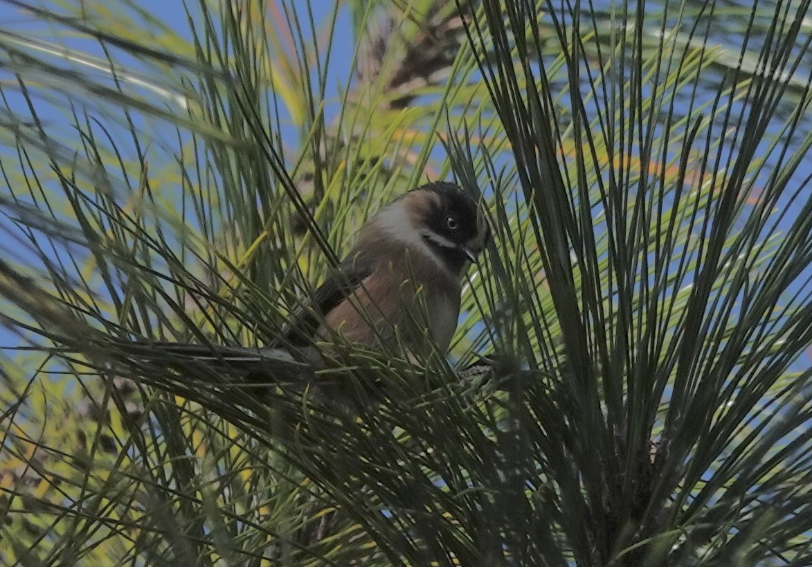 ruststjertmeis (bonvaloti/obscuratus) (skjeggstjertmeis) - ML646160325
