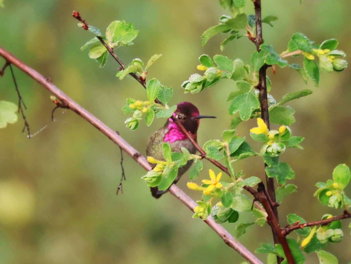 Anna's Hummingbird - ML646160327