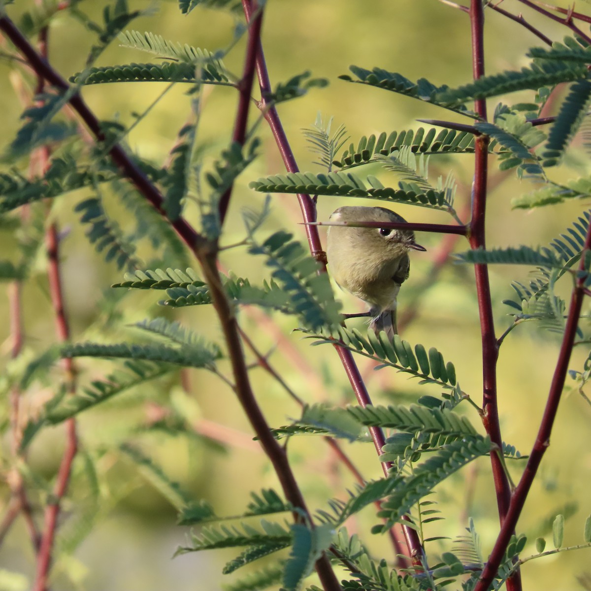 Ruby-crowned Kinglet - ML646160329