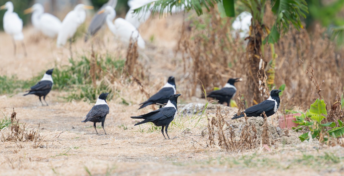 Collared Crow - ML646160331