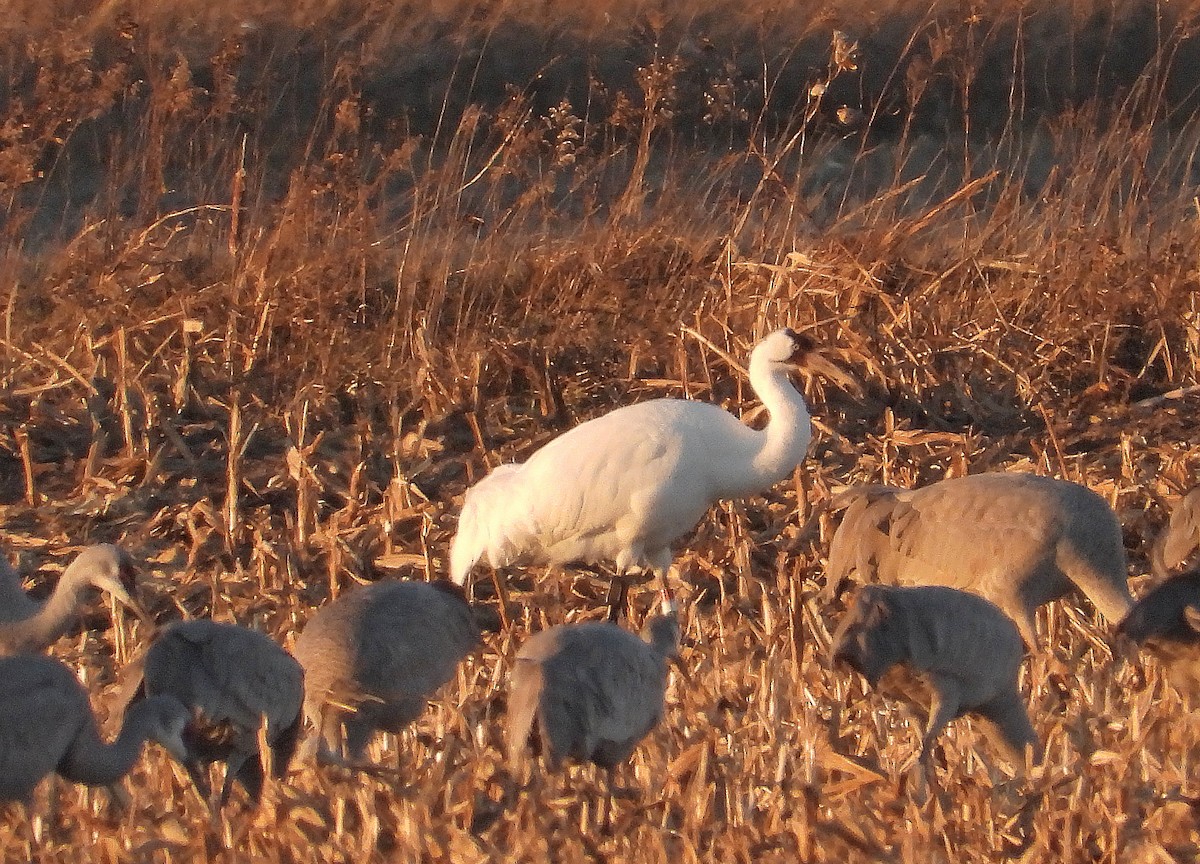 アメリカシロヅル - ML646160337