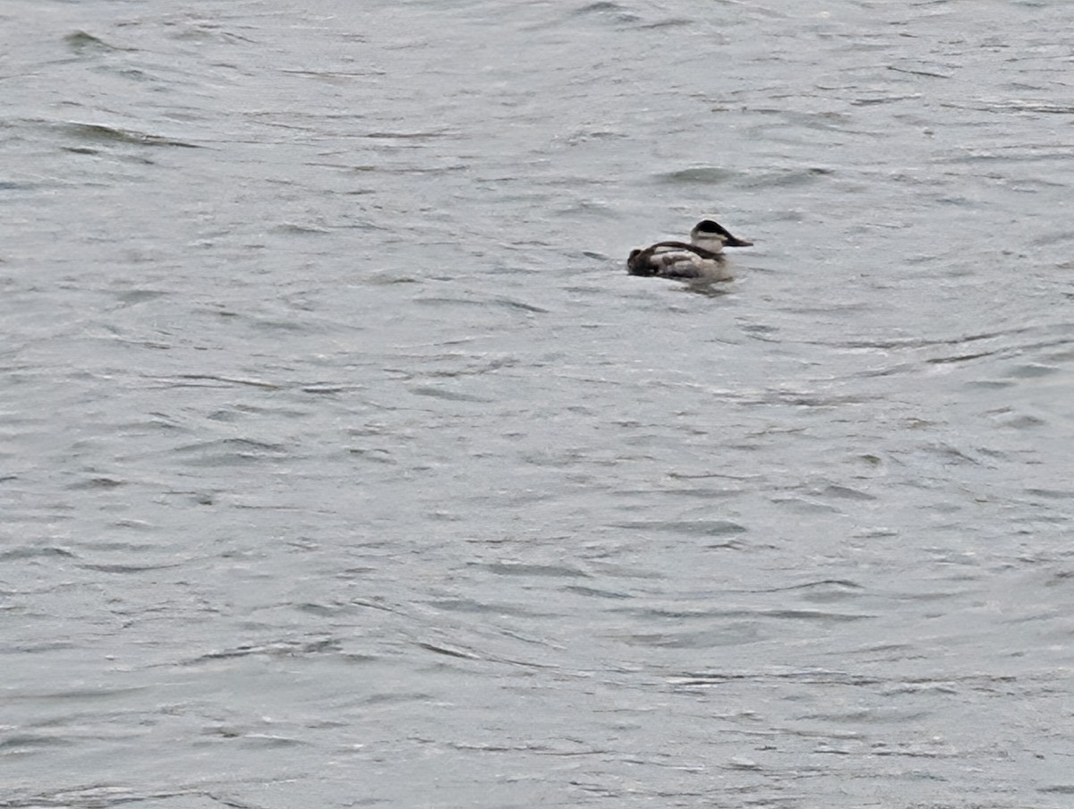 Ruddy Duck - ML646160338