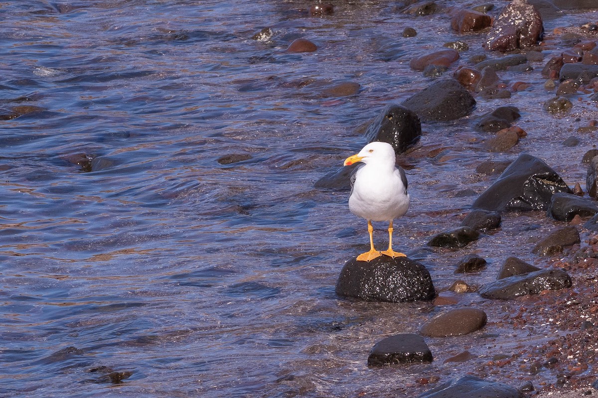Yellow-footed Gull - ML646160341