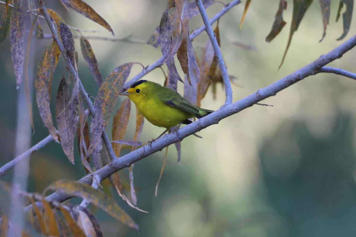 Wilson's Warbler - ML646160343