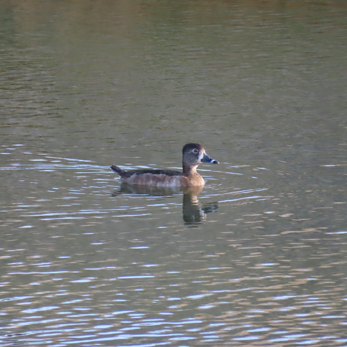 Ring-necked Duck - ML646160344