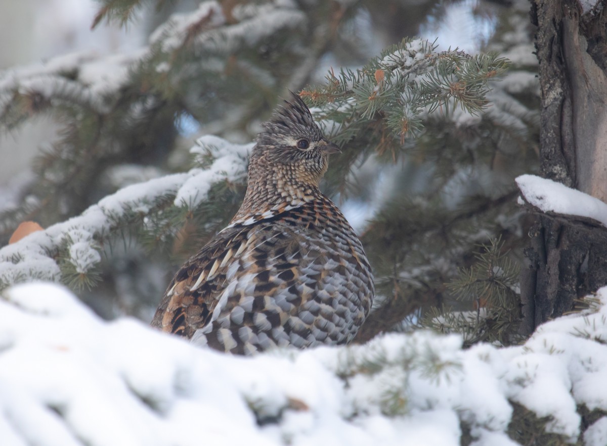 jeřábek kanadský - ML646160346