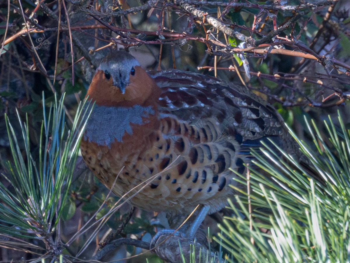 Chinese Bamboo-Partridge - ML646160352