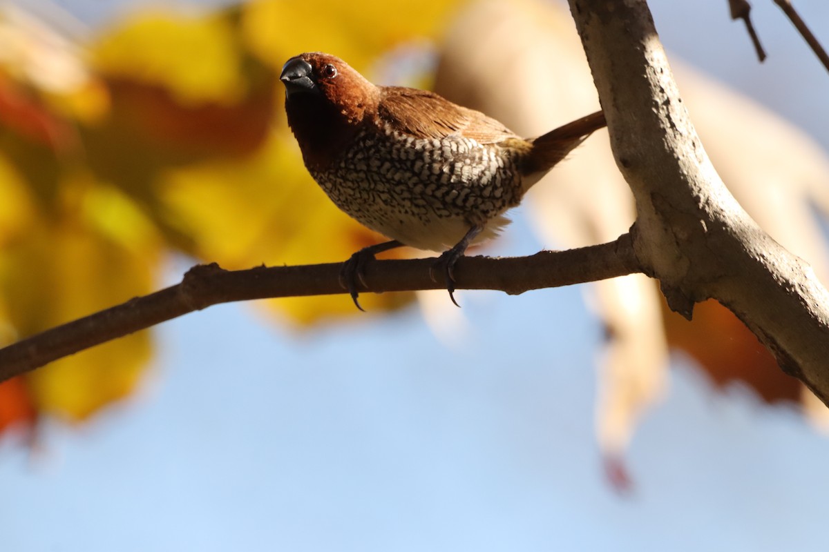 Munia pettosquamato - ML646160353