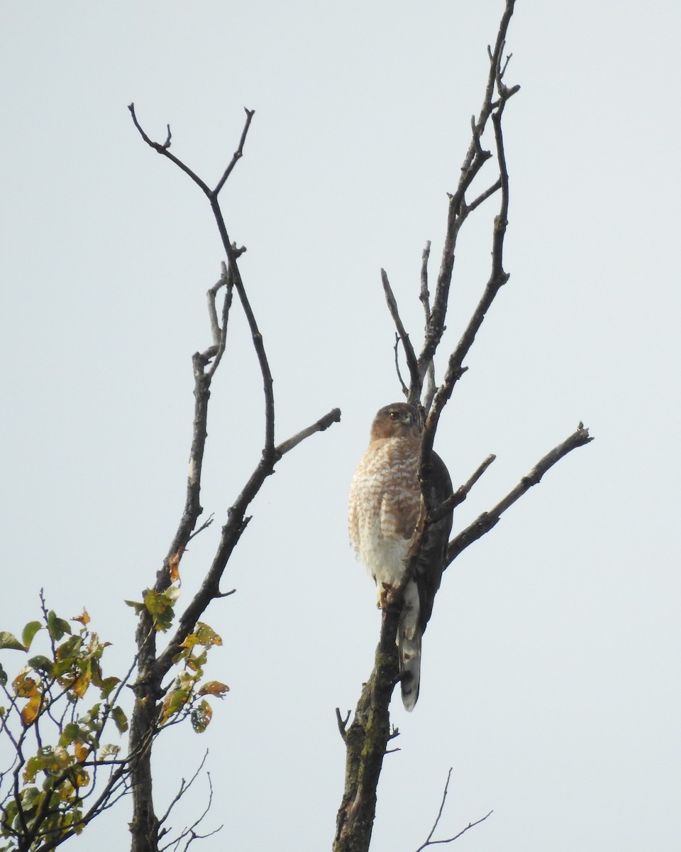 Red-shouldered Hawk - ML646160358