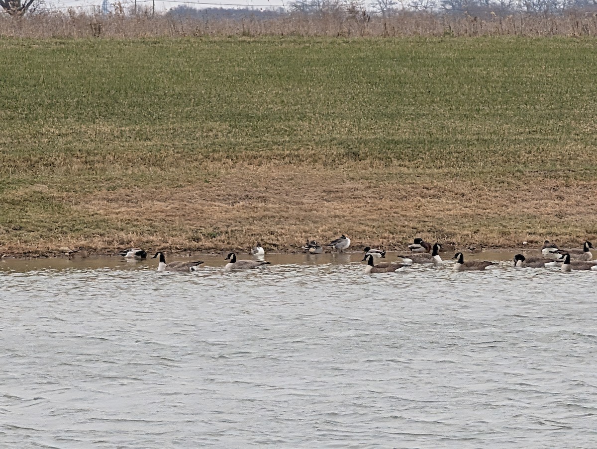 Northern Pintail - ML646160360