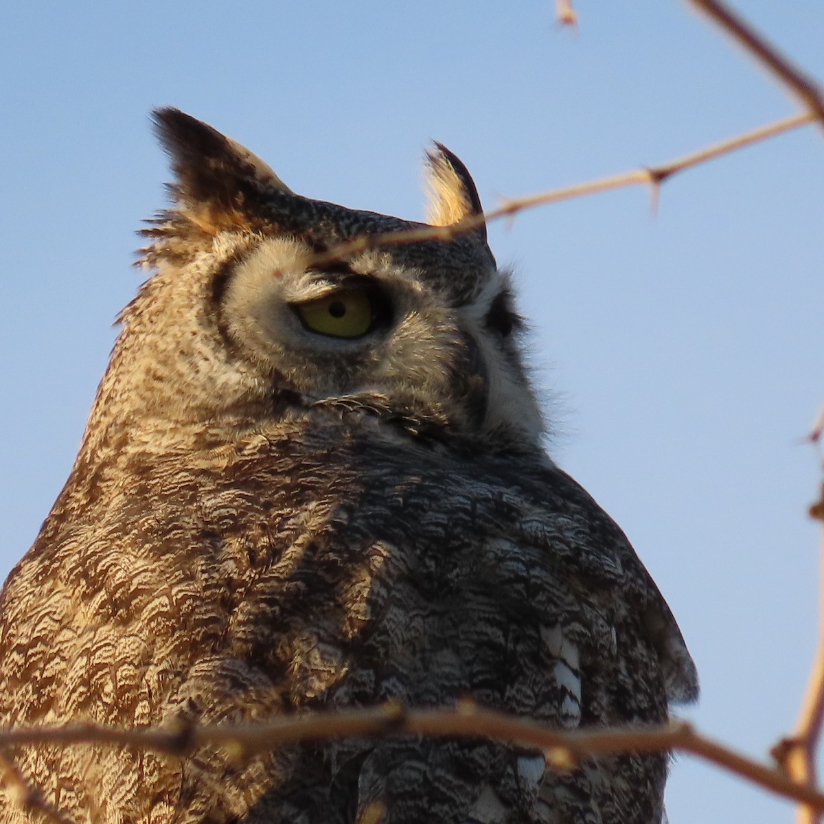 Great Horned Owl - ML646160361