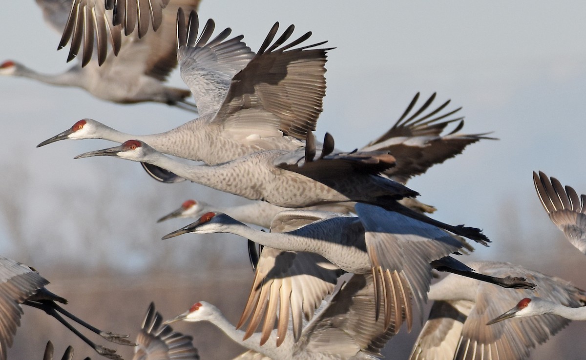 Sandhill Crane - ML646160365