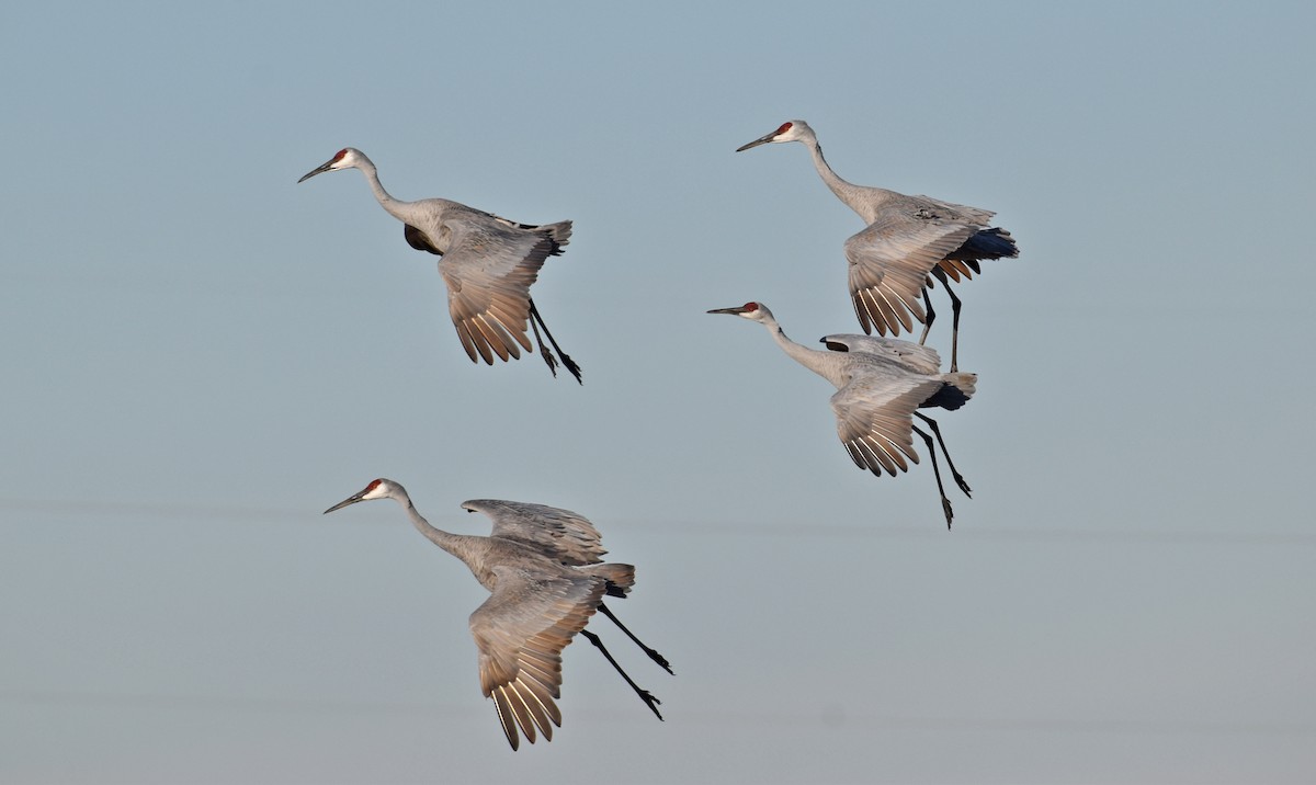 Sandhill Crane - ML646160366
