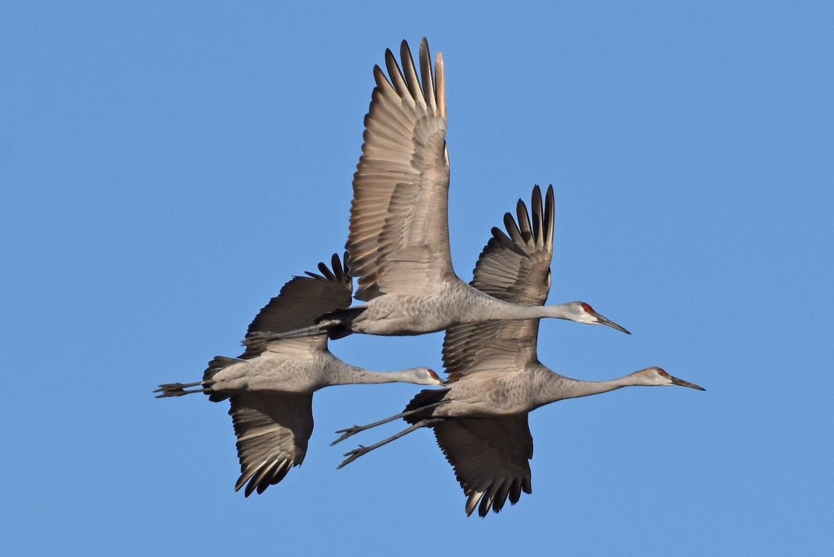 Sandhill Crane - ML646160367