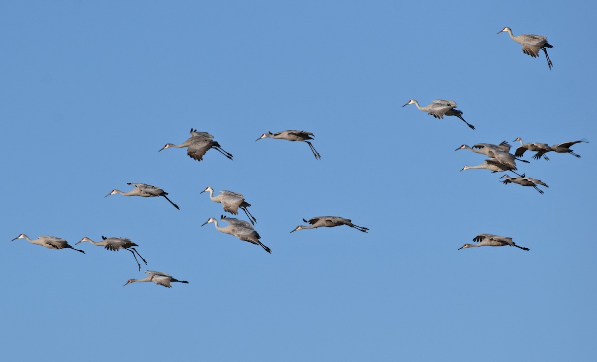 Sandhill Crane - ML646160368