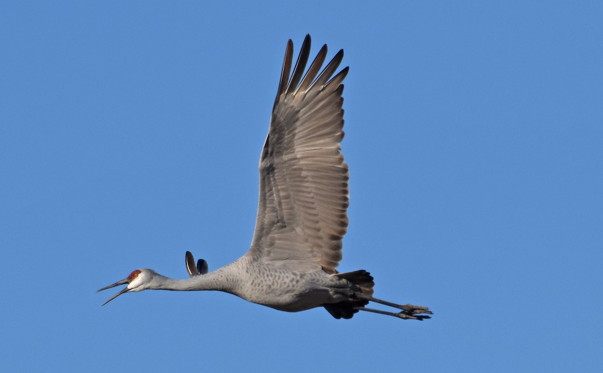 Sandhill Crane - ML646160369