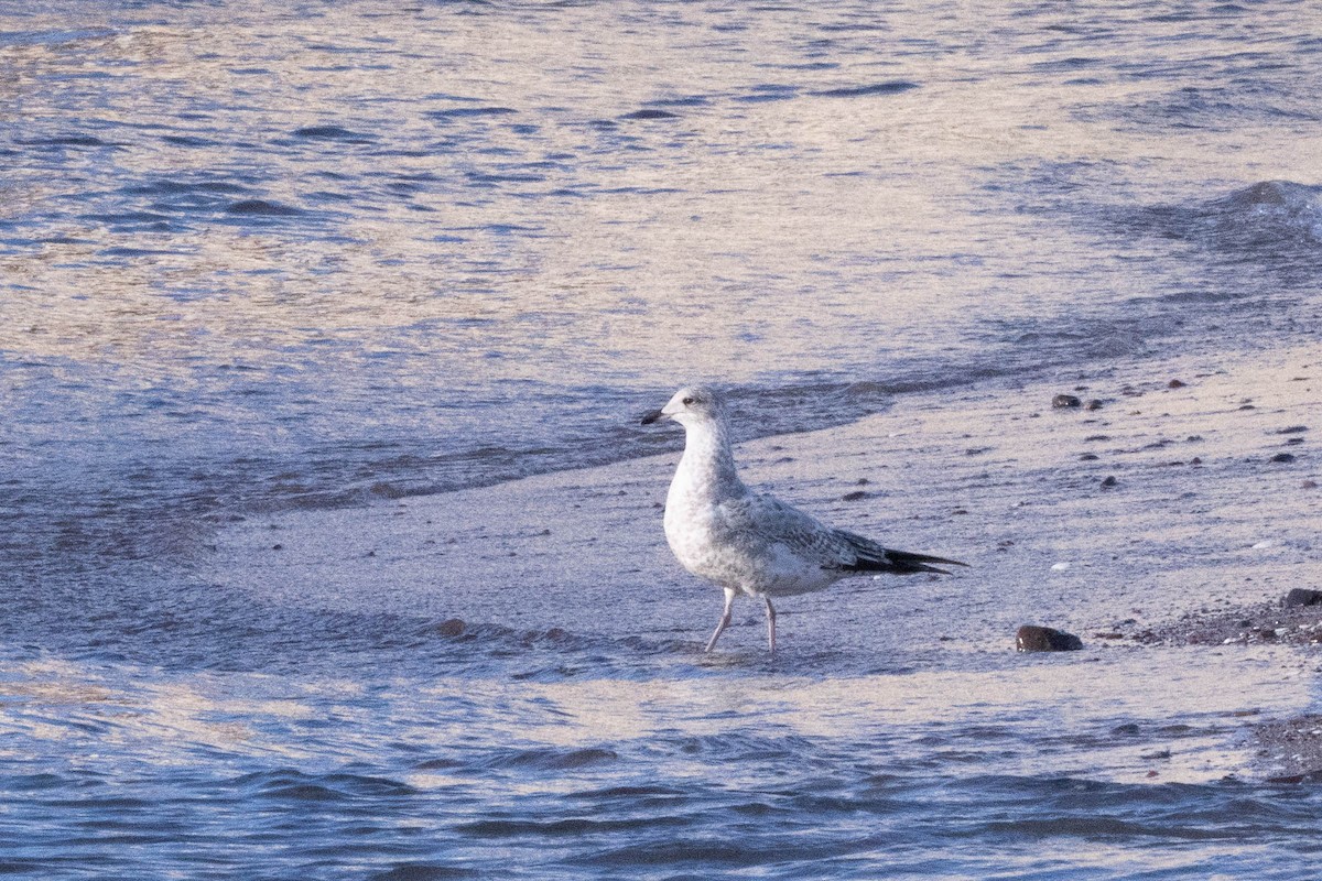 Ring-billed Gull - ML646160374
