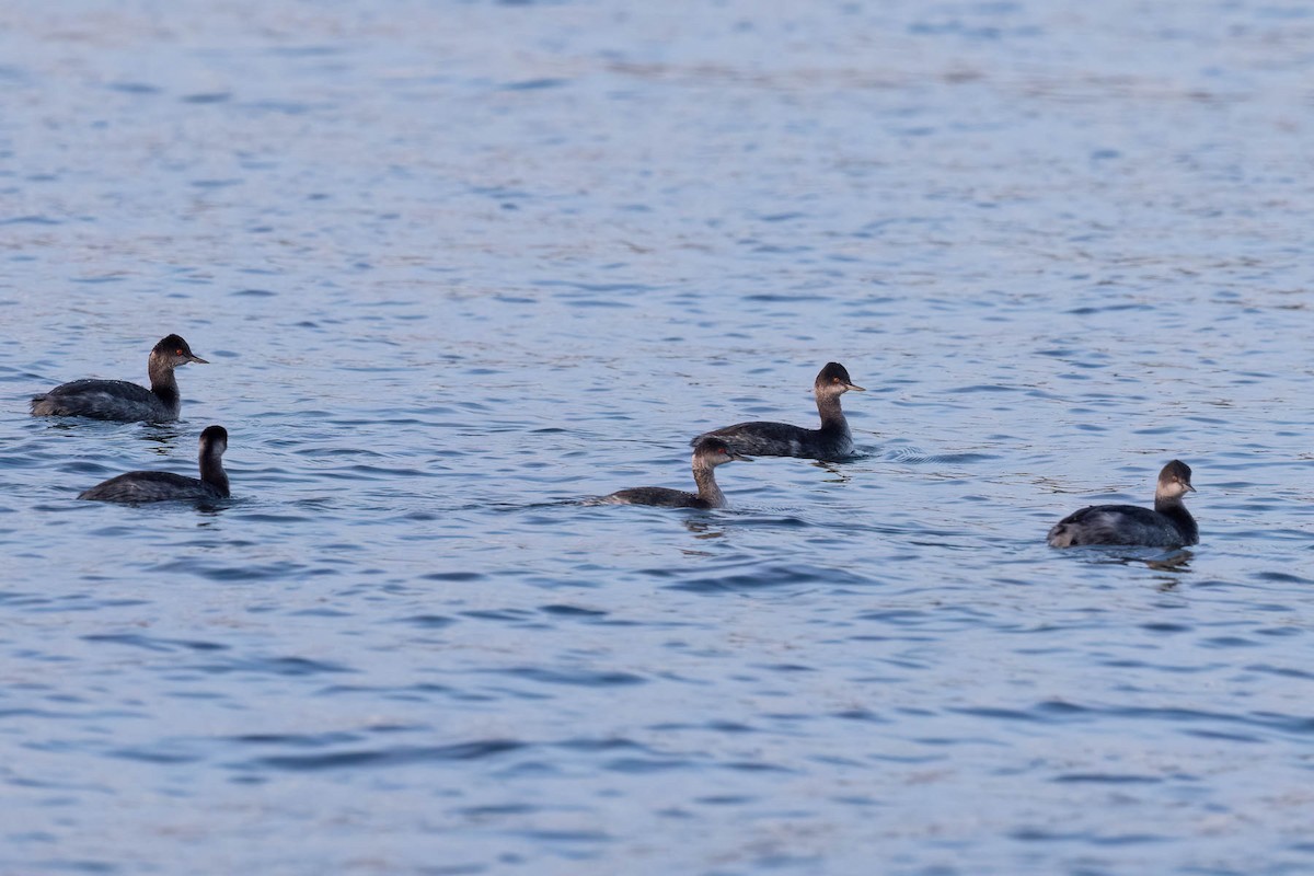 黑頸鸊鷉 - ML646160379
