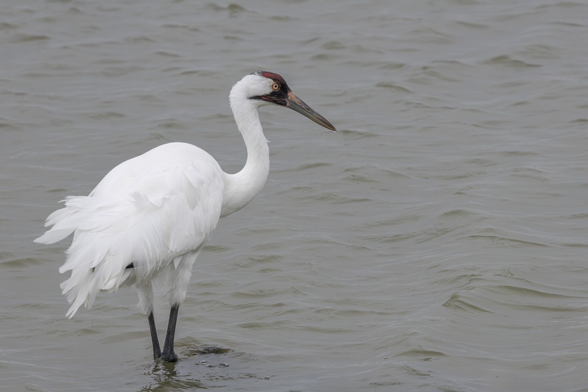 アメリカシロヅル - ML646160380