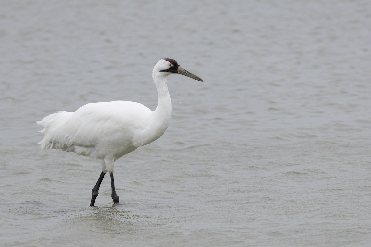 アメリカシロヅル - ML646160382