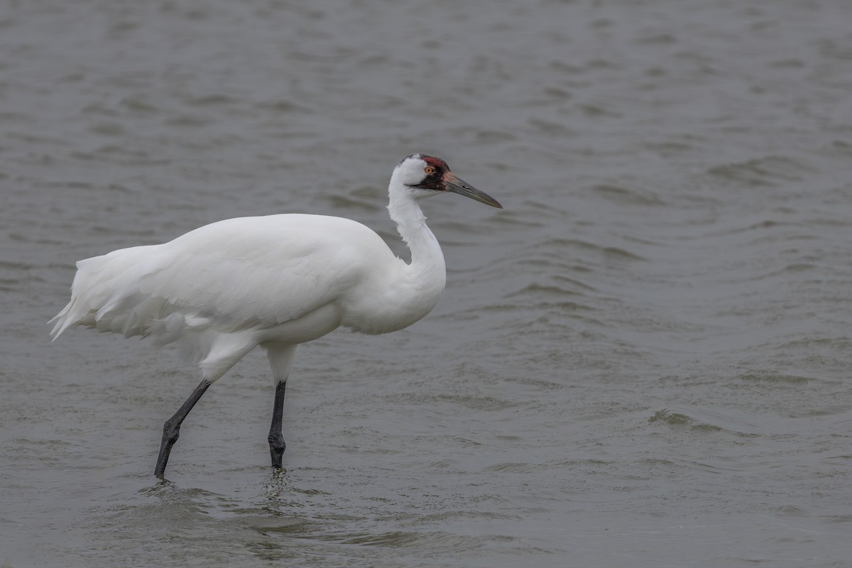 アメリカシロヅル - ML646160383