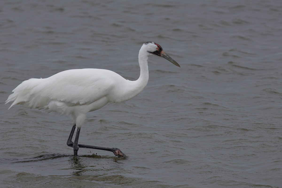 アメリカシロヅル - ML646160384