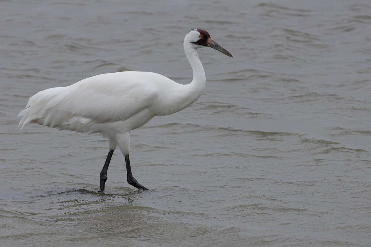 アメリカシロヅル - ML646160385