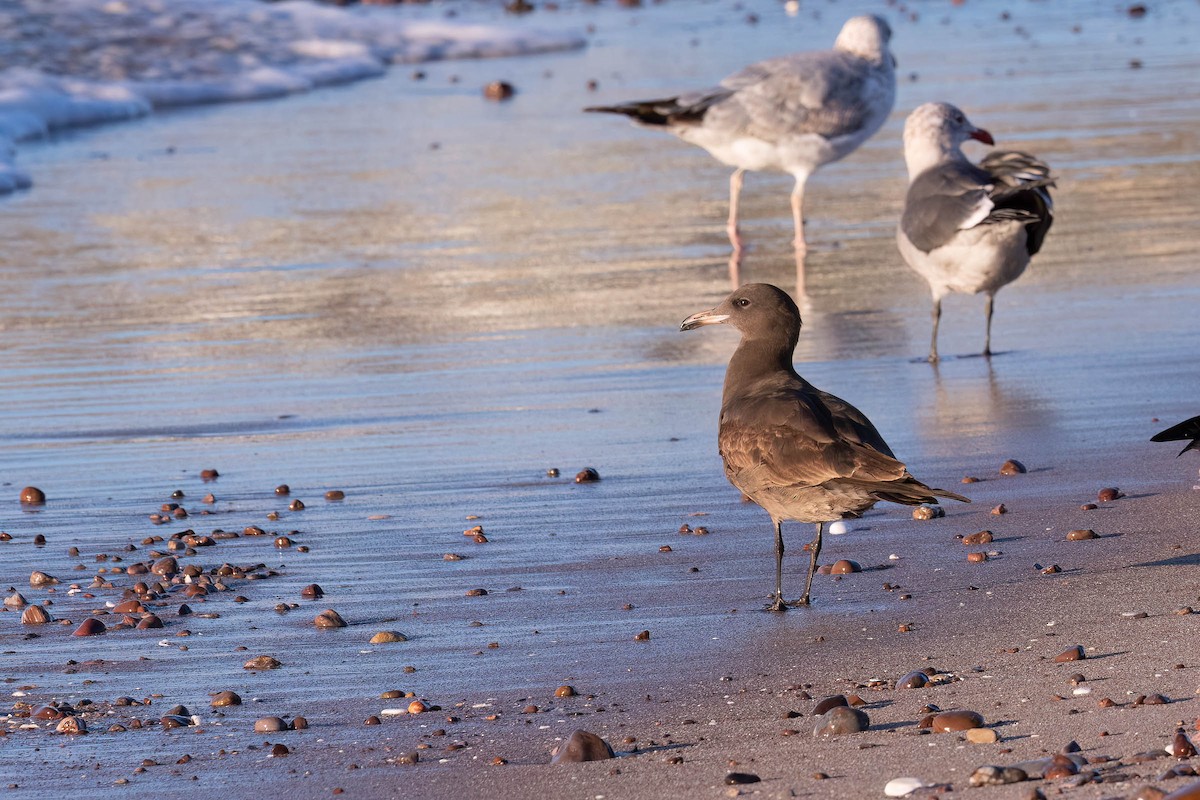 Heermann's Gull - ML646160388